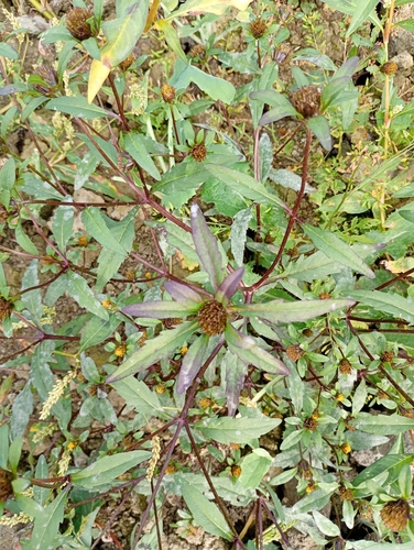 Three-parted Beggarticks