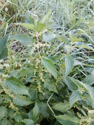 great stinging nettle
