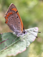 Lycaena phlaeas daimio