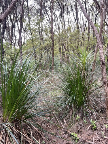 Gahnia xanthocarpa, photograph 6