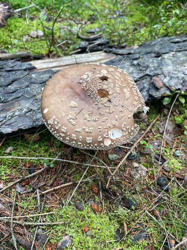European False Blusher