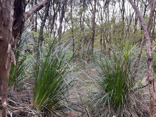 Gahnia xanthocarpa, photograph 4