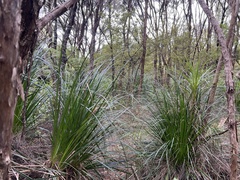 author not stated, no rights reserved Gahnia xanthocarpa, photograph author not stated, no rights reserved