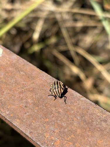Continental Striped Shield Bug