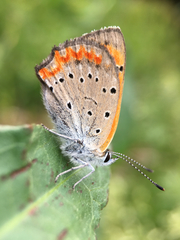 Lycaena phlaeas daimio