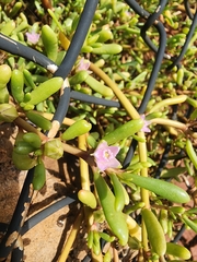 Sesuvium portulacastrum, photograph (c) Rupert Clayton, some rights reserved (CC BY)