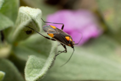 Capsodes flavomarginatus