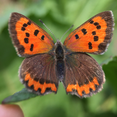 Lycaena phlaeas daimio