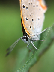 Lycaena phlaeas daimio