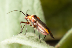 Capsodes flavomarginatus
