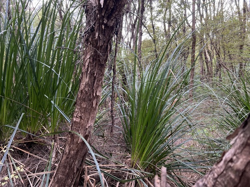 Gahnia xanthocarpa, photograph 5