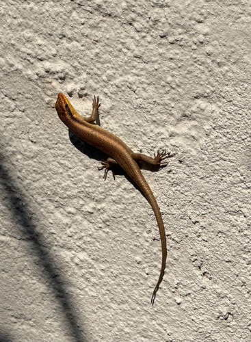 Wahlberg’s Striped Skink