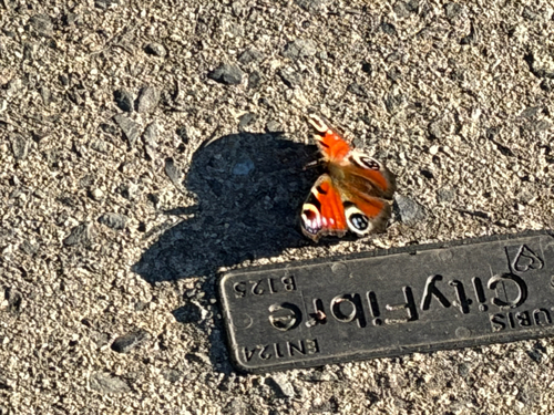 European Peacock Butterfly