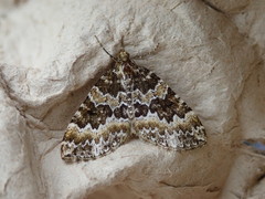 Electrophaes corylata