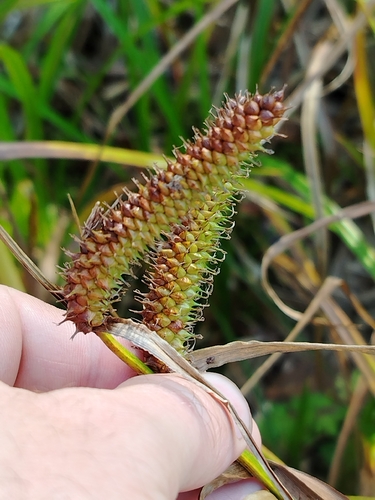 Northwest Territory sedge