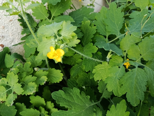 Greater celandine