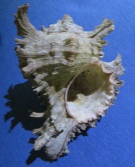 Chicoreus ramosus