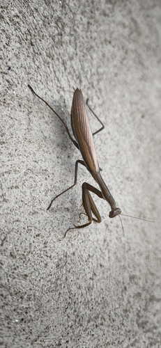 European Mantis