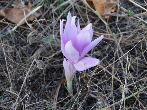 Autumn Crocus