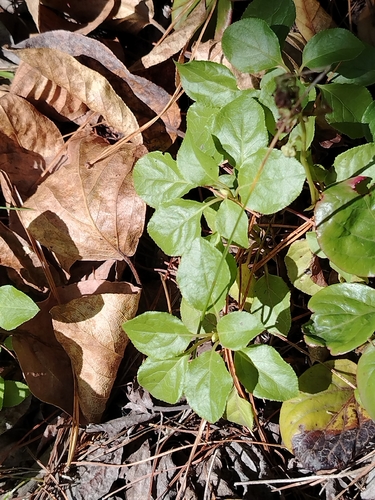 one-sided wintergreen