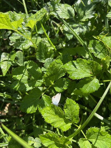 Short-tailed Blue
