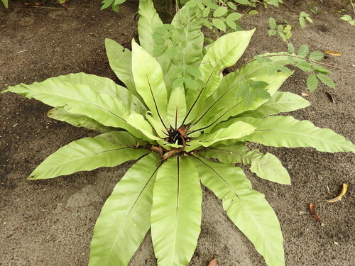 Bird's Nest Fern