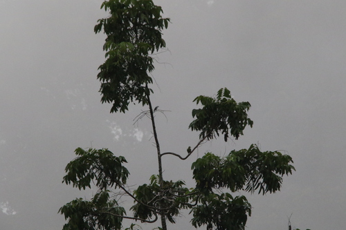 Lalage leucopygialis