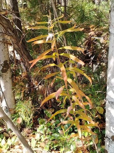 fireweed