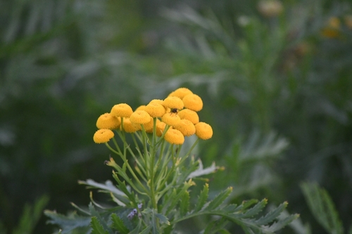 Common Tansy