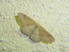 Cyclophora ruficiliaria