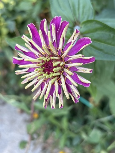 Elegant Zinnia