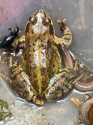 European Common Frog