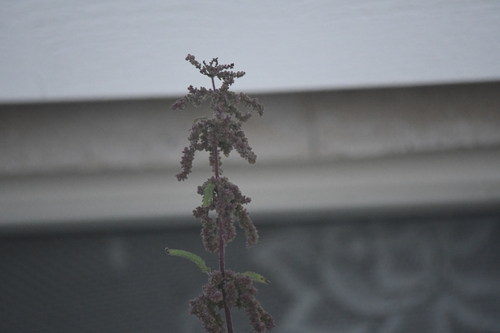great stinging nettle