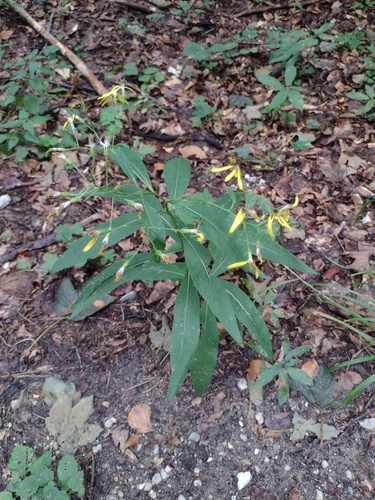 Senecio ovatus, photograph 1