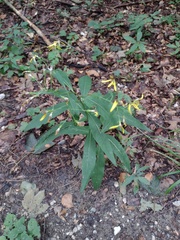 Senecio ovatus
