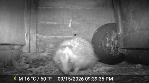 Common Hedgehog