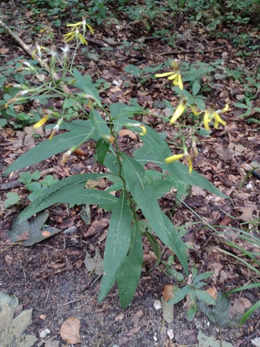 Senecio ovatus, photograph 2