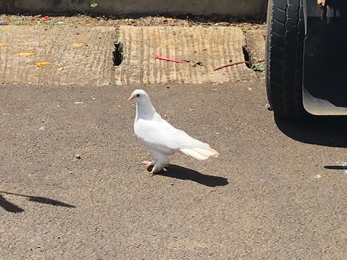 Feral Pigeon