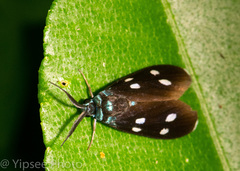 Chrysartona