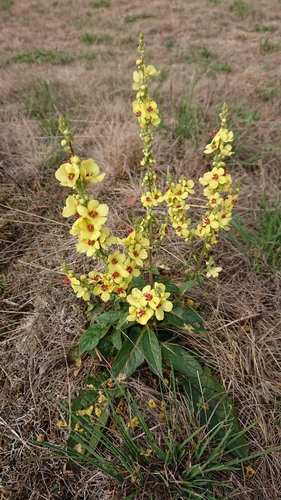 Nettle-leaved Mullein