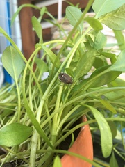 Holcostethus sphacelatus