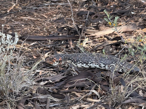Shingleback