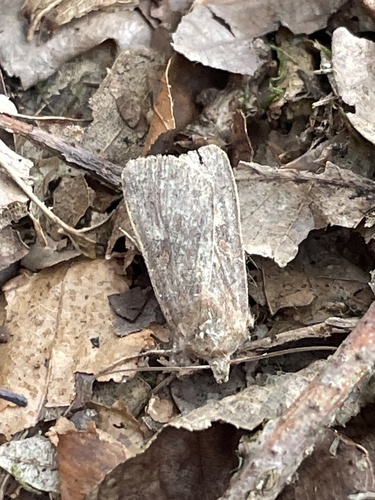 Square-spot Rustic