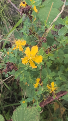 Common St. John's Wort