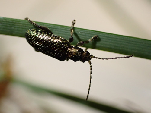 jewel reed beetle