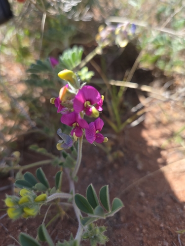 Swainsona flavicarinata, 2026-09-16