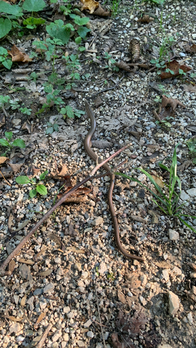 Common Slowworm