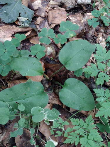 Pulmonaria obscura, photograph 3