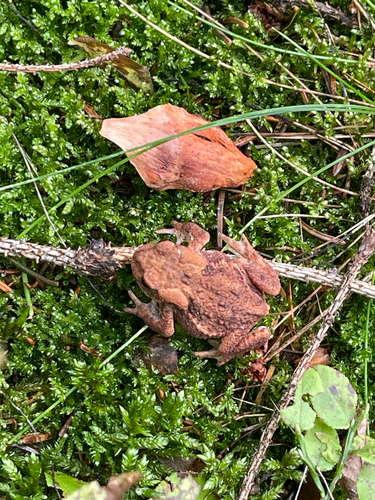 European Toad
