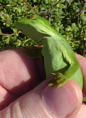 Naultinus punctatus